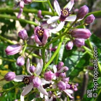 Melia azedarach, Chinaberry Tree, Indian Lilac, Pride of India, White Cedar

Click to see full-size image