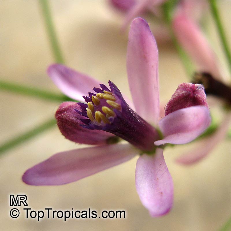 Melia azedarach Zodiac lucky plant - Virgo