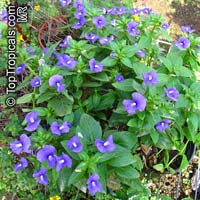 Achetaria azurea, Otacanthus caeruleus, Brazilian Snapdragon, Amazon Blue

Click to see full-size image