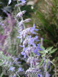 Perovskia sp., Russian Sage

Click to see full-size image
