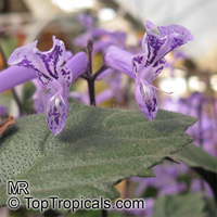 Plectranthus ecklonii Mona Lavender, Mona Lavender, Plectranthus hybrid

Click to see full-size image