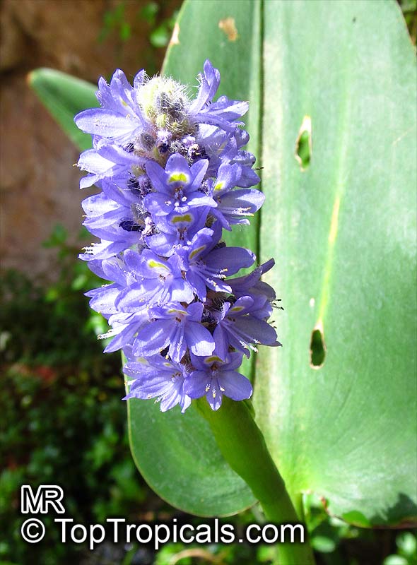 Pontederia cordata, Pickerel Plant, Pickerelweed, Blue Pickerel