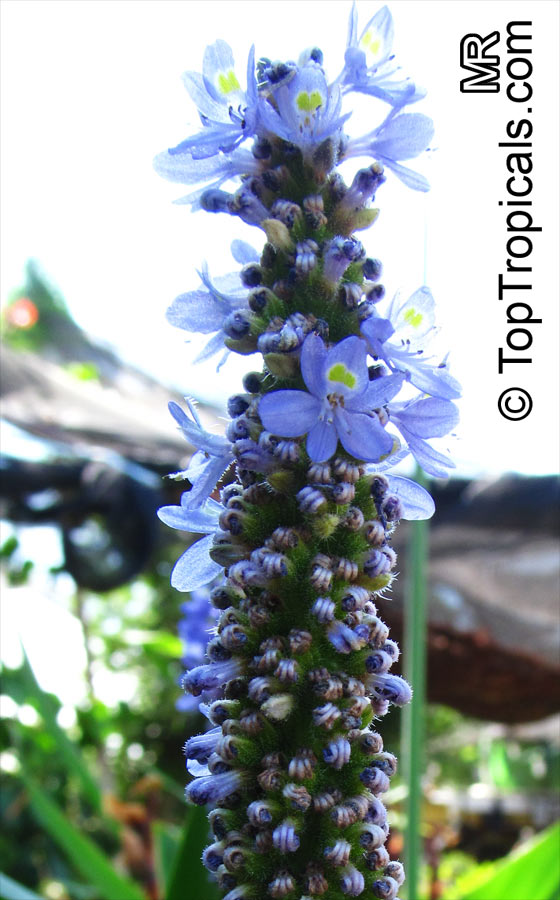 Pontederia cordata, Pickerel Plant, Pickerelweed, Blue Pickerel