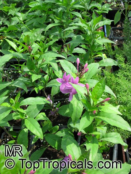 Pseuderanthemum laxiflorum, Shooting Star, Star Flower, Furple False Erantheum, Dazzler