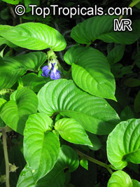 Rhynchoglossum sp., Rhynchoglossum

Click to see full-size image