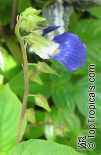 Rhynchoglossum sp., Rhynchoglossum

Click to see full-size image