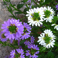 Scaevola aemula, Blue wonder, Escabola, Fan flower

Click to see full-size image
