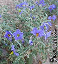 Solanum elaeagnifolium, Silverleaf Nightshade

Click to see full-size image