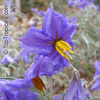 Solanum elaeagnifolium, Silverleaf Nightshade

Click to see full-size image