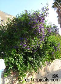 Solanum rantonnetii, Lycianthes rantonnetii , Blue Solanum Shrub, Paraguay Nightshade

Click to see full-size image