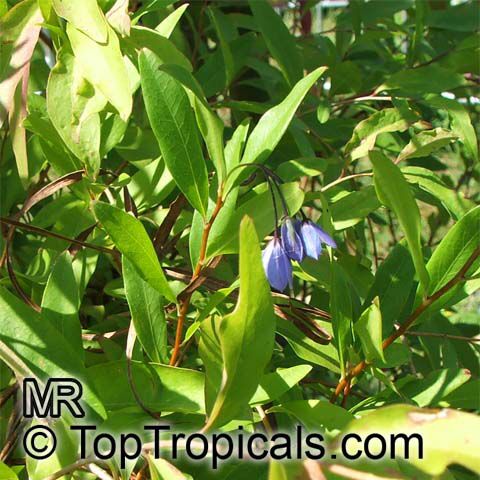 Sollya heterophylla, Bluebell Creeper