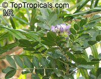 Sophora secundiflora, Texas Mountain-Laurel

Click to see full-size image