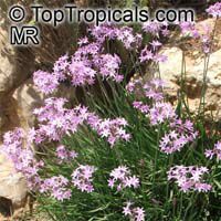 Tulbaghia violacea, Wild Garlic

Click to see full-size image