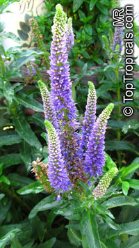 Veronica sp., Speedwell

Click to see full-size image