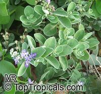Vitex rotundifolia, Beach Vitex, Pohinahina, Roundleaf Chastetree, Kolokolo, Kahakai

Click to see full-size image