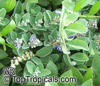 Vitex rotundifolia, Beach Vitex, Pohinahina, Roundleaf Chastetree, Kolokolo, Kahakai

Click to see full-size image