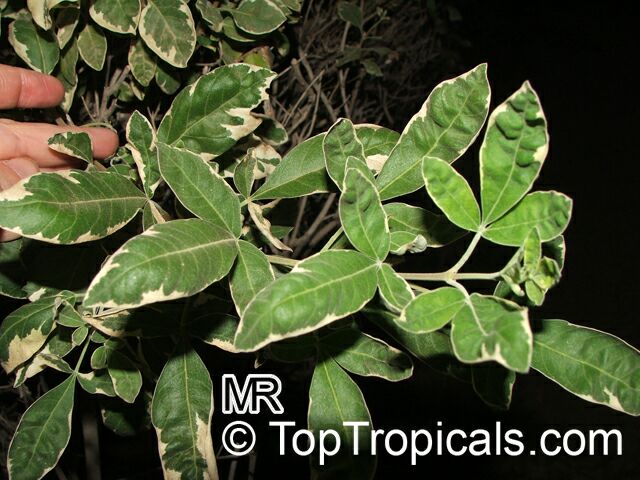 Vitex trifolia Variegata, Variegated Arabian Lilac