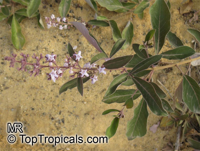 Vitex trifolia Purpurea, Arabian Lilac