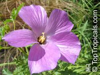 Alyogyne huegelii, Hibiscus geranifolius, Blue Hibiscus

Click to see full-size image