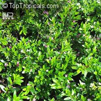 Cuphea hyssopifolia, Mexican False Heather, False Heather, Hawaiian Heather, Elfin Herb

Click to see full-size image