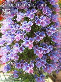 Echium fastuosum, Echium candicans, Pride of Madeira

Click to see full-size image