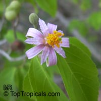 Grewia occidentalis, Lavender Star Flower

Click to see full-size image