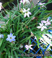 Ipheion uniflorum, Tristagma uniflorum, Spring Star

Click to see full-size image