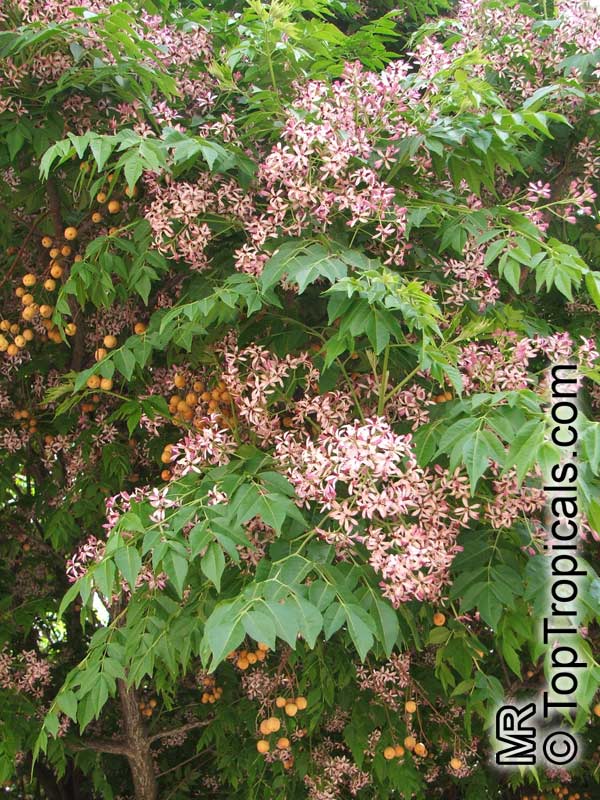 Bead tree clearance