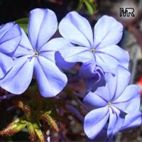 Plumbago auriculata, Plumbago capensis, Blue Plumbago, Cape Plumbago, Cape Leadwort

Click to see full-size image