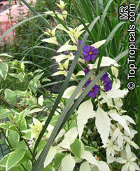 Solanum rantonnetii, Lycianthes rantonnetii , Blue Solanum Shrub, Paraguay Nightshade. Solanum rantonnetii Variegatum