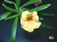 Thevetia nereifolia, Thevetia peruviana, Cascabela thevetia, Still Tree, Yellow Oleander, Lucky Nut

Click to see full-size image