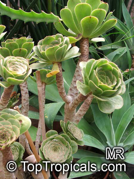 Aeonium arboreum, Sempervivum arboreum, Tree Aeonium, Houseleek Tree, Irish Rose