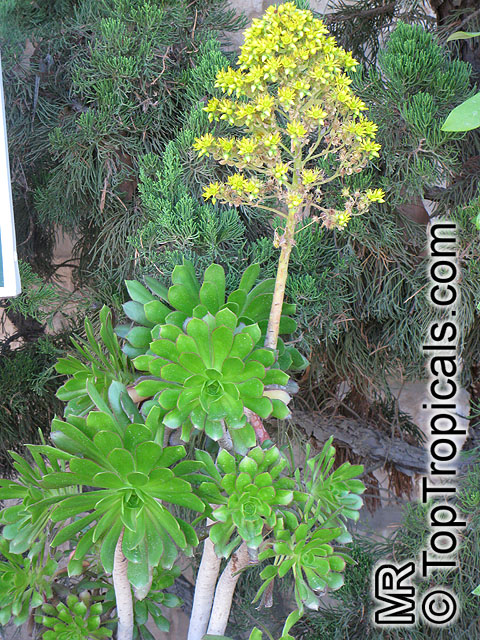 Aeonium arboreum, Sempervivum arboreum, Tree Aeonium, Houseleek Tree, Irish Rose