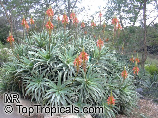 Aloe arborescens, Tree Aloe, Krantz Aloe, Torch Aloe
