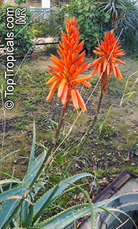 Aloe arborescens, Tree Aloe, Krantz Aloe 

Click to see full-size image