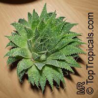 Aloe aristata, Torch Plant, Lace Aloe

Click to see full-size image