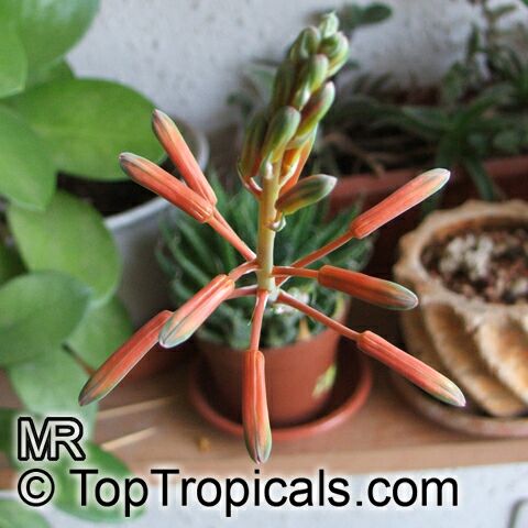 Aloe aristata, Torch Plant, Lace Aloe
