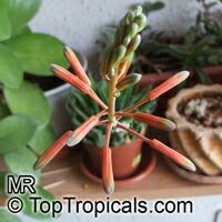 Aloe aristata, Torch Plant, Lace Aloe

Click to see full-size image
