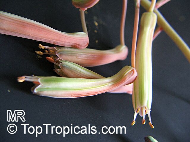 Aloe aristata, Torch Plant, Lace Aloe