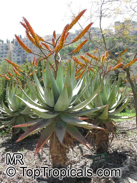 Aloe marlothii, Mountain Aloe, Flat-flowered Aloe 