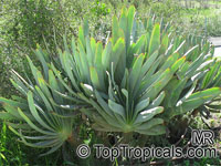Aloe plicatilis, Fan Aloe

Click to see full-size image