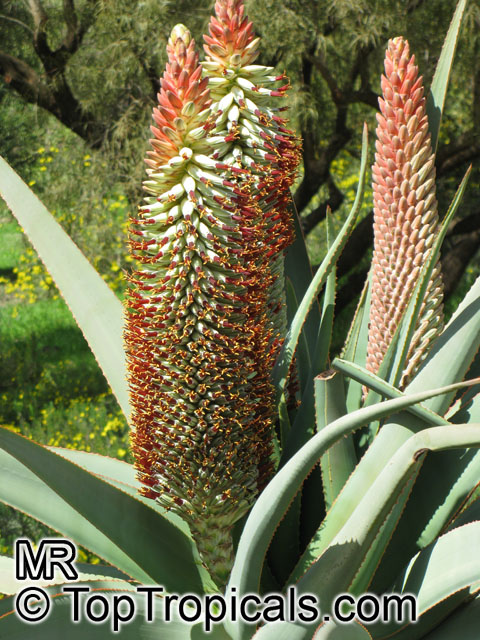Aloe speciosa, Tilt-head Aloe