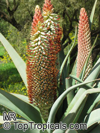 Aloe speciosa, Tilt-head Aloe

Click to see full-size image