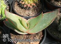 Aloe striata, Coral Aloe

Click to see full-size image