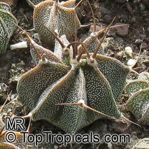 Astrophytum sp. , Star Cactus. Astrophytum ornatum