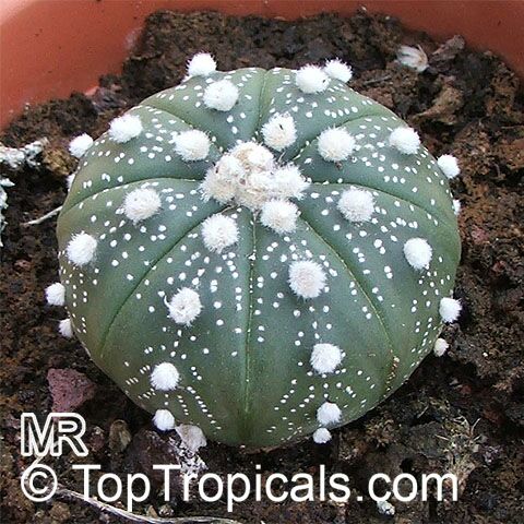 Astrophytum sp. , Star Cactus. Astrophytum asterias