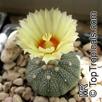 Astrophytum sp. , Star Cactus

Click to see full-size image