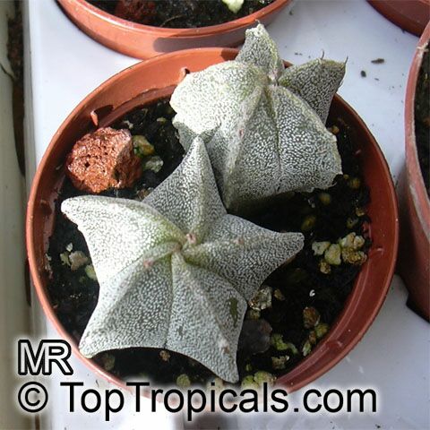 Astrophytum sp. , Star Cactus