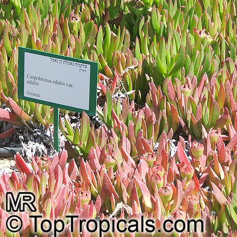 Carpobrotus edulis, Highway Iceplant, Hottentot Fig, Iceplant
