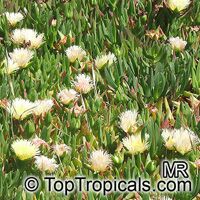 Carpobrotus edulis, Highway Iceplant, Hottentot Fig, Iceplant

Click to see full-size image